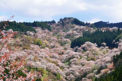 吉野山へ満開の桜を見に行ってきました(^。^)