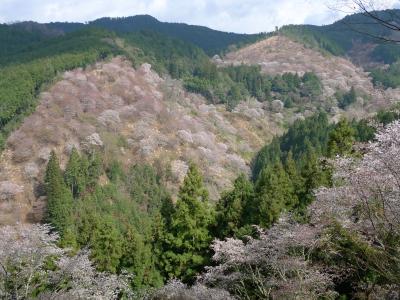 ２０１２　奈良の春は桜ざんまい