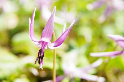 カタクリに逢いたくて　丹波へ　花三昧の一日に～