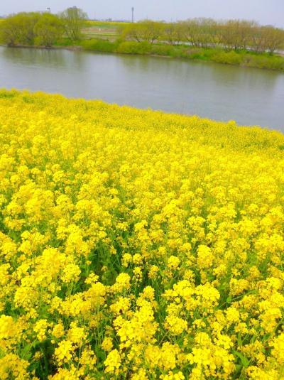 2012/04/13 駅からハイキング：流山、江戸川の菜の花と歴史散策