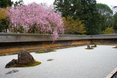 京都を歩く(112)　龍安寺　石庭に春を告げる紅枝垂れ桜