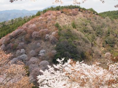 吉野山の桜☆柿の葉ずしは、並んでもゲットだぜいヽ(^o^)丿