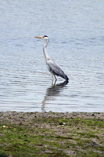 Solitary Journey ［1025］ 正福寺山公園のさくら＆再訪大芝島＜ショートトリップ・春のお花観賞♪ドライブ日記③♪＞東広島市安芸津町