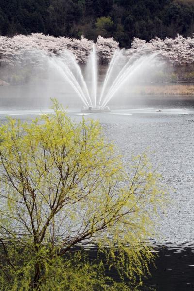 Solitary Journey ［1027］ 満開！土師ダム‘のどごえ公園’の桜＜ショートトリップ・春のお花観賞♪ドライブ日記⑤♪＞広島県安芸高田市