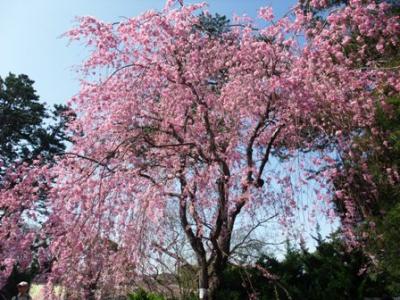 ＜日帰り一人旅・後編＞　パワー充電　城下町･小田原散策　（お土産も♪）