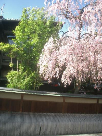 祇園の桜。あの事件の後で、楽しめなかった