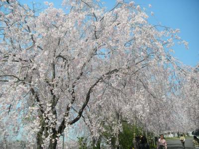 3年振りの枝垂れ桜1000本を見に