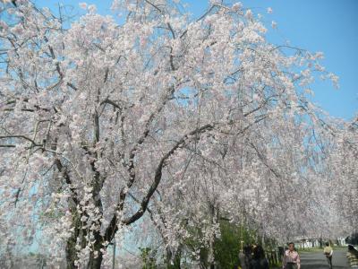 ３年振りの枝垂れ桜１０００本を見に