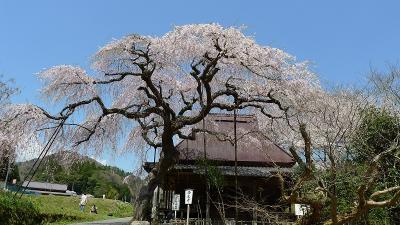 樹齢３００年！枝垂桜めぐり