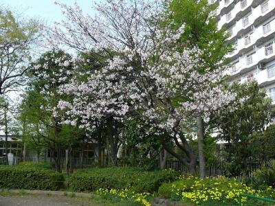 墨田区で遅咲きの桜探し（一部江東区含む）