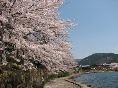 琵琶湖　海津大崎の桜