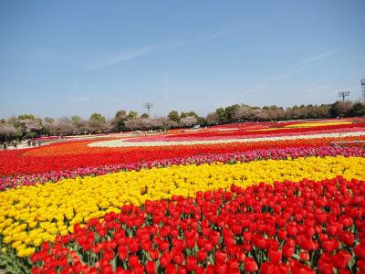 ぶらり日本の城めぐりその３２＜桑名城跡＞と桑名街歩き　なばなの里の色とりどりのお花と長島地ビール飲み比べの旅