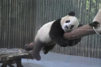 上海　上海動物園 PANDA