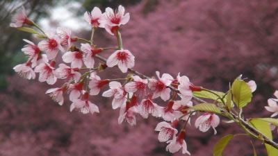 チェンマイの山桜満開ツアー