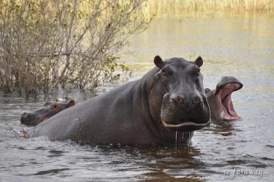 南アフリカ旅行記１【出発～ホテル～ザンベジ川サンセットクルーズ】