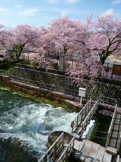 2012/04/15 羽村堰と武蔵五日市でお花見♪