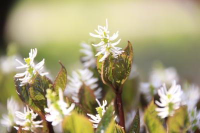チューリップと桜の昭和記念公園ファン倶楽部ミニオフ会（3）思わず歩みが止まる春の花の洪水