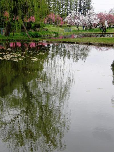 古河総合公園の遅咲きの桃の花を愛でる