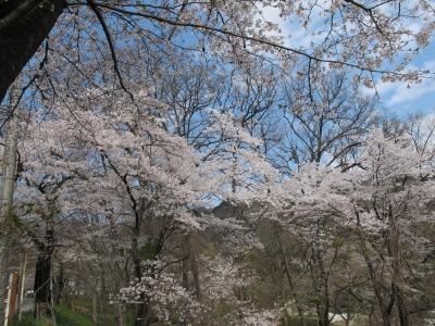 長瀞と美の山公園の桜