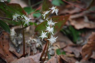 ユキワリソウを求めて雪国植物園を訪問②その他の山野草