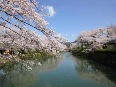 鳥取鹿野城跡の桜満開