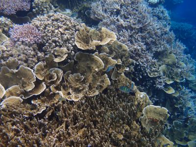 “パラダイス”でシュノーケル未満の魚群＆サンゴ礁