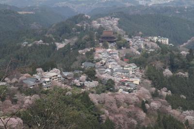 満開の桜「吉野の中千本」を見る