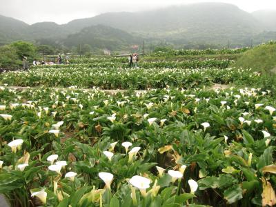 台北　竹子湖　カラー群生・猫村