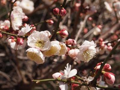 桜の名所で名高い吉野へ・・・　っがしかし・・・