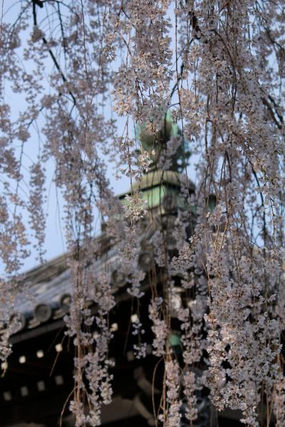 【絶えて桜のなかりせば…】　徳川五代将軍綱吉のご生母・桂昌院様ゆかりの　「京都　西山　善峯（よしみね）寺」　満開の桜＆しだれ桜