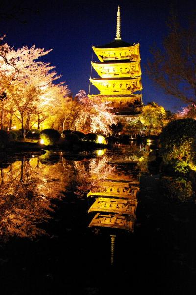 東寺ライトアップ　美しい五重塔と不二桜の饗宴