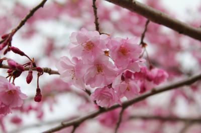 ちゃむたのふくしま桜だより～２０１２～