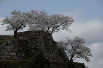 天空の桜・2012年春、〆の花見はここでなくっちゃ