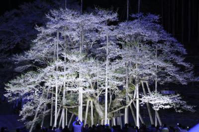 夜空に映える満開の淡墨桜