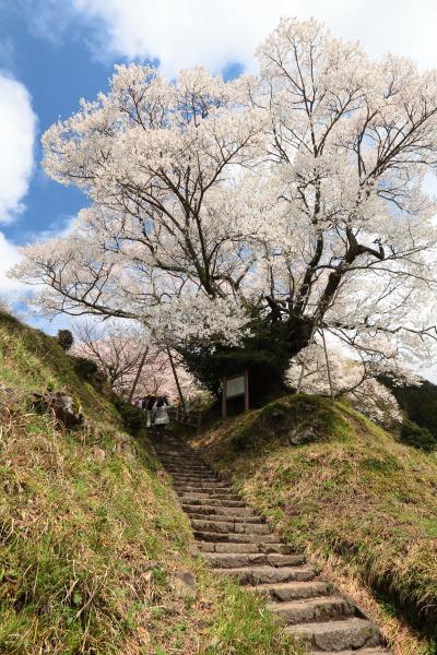 佛隆寺の望月桜 ~奈良:宇陀の桜巡り 2012 Part2~