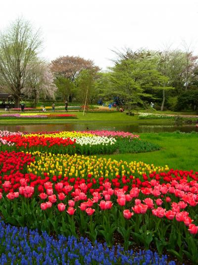 2012年昭和記念公園、チュ−リップの競演