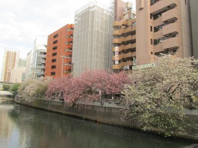 目黒川沿いの八重桜