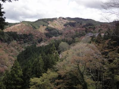 【予告編】出張のついでに（13） 吉野の桜