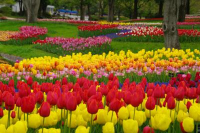 春爛漫！なんて鮮やかな・・昭和記念公園のチューリップ2012