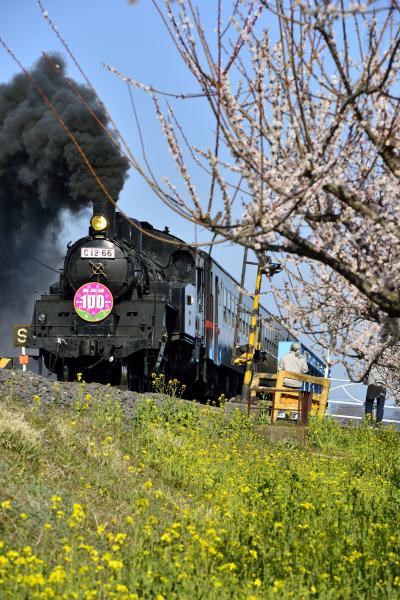 ＳＬの旅シリーズ第20回目,北関東にもようやく春が来た！(^s^;;;;)　茨城県の下館駅-栃木県の茂木間を走る,真岡鉄道「真岡線開通１００周年」　”梅と菜の花+Ｃ１２ ６６　と　桜と菜の花+C1１ ３２５”