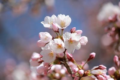 【完結】はい!ハワイ以来の久々の旅!今回は桜を求めて栃木県へ!鬼怒川&那須高原の旅! その② プレミアムソフトはキャラメル味!?編