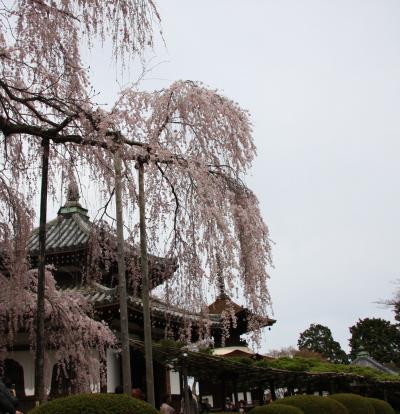 山寺をめぐり竹林をぬけながら見る桜の競演～大原野コース～