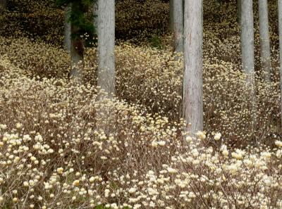 杉林の斜面を覆い尽くす神河町のミツマタ