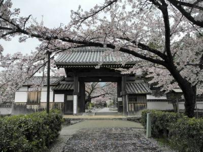 2012年　京都と奈良で桜を愛でる（その3）