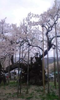 2012.04.20山高神代桜