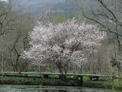 強羅公園の桜と箱根湿生花園のお花たち
