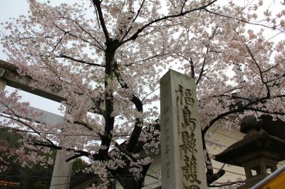 ちゃむたのふくしま桜だより～信夫山公園２０１２