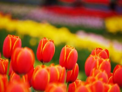 Tulip Garden Museum 2012