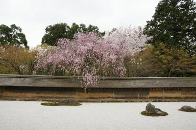 平成24年4月16日　京都　遅い桜を訪ねて①　平野神社から龍安寺