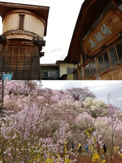 飯坂温泉に泊まって春爛漫の花見山へ